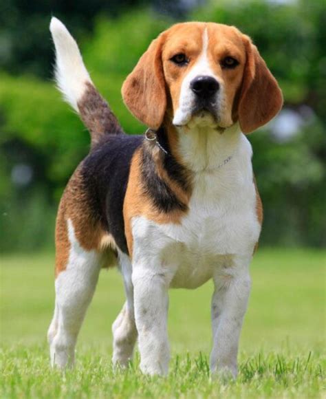 rolex di casa gherdovich|Beagle di Casa Gherdovich .